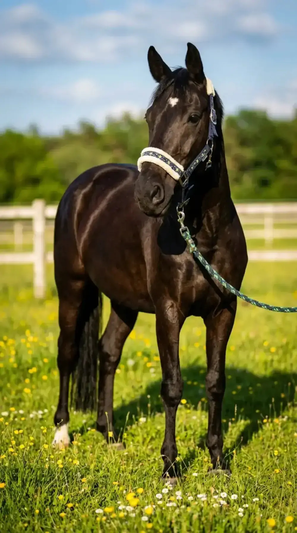 Example: Summer Pasture style